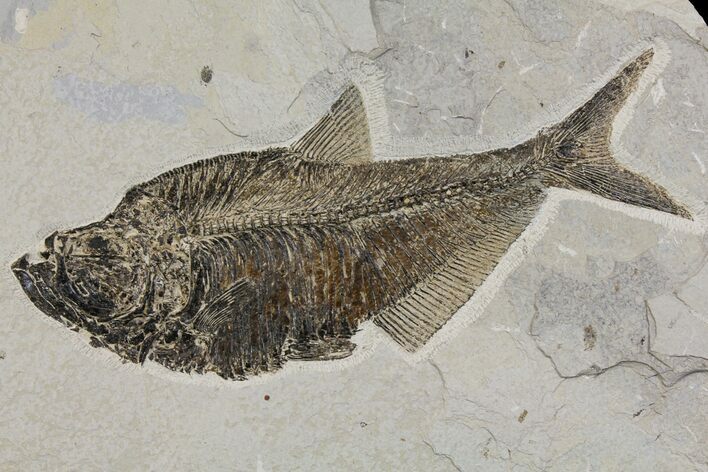 Fossil Fish (Diplomystus) - Wyoming #144219
